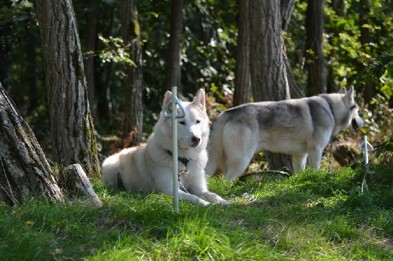 Activitées sportives et expositions canines